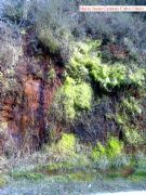 Asuas ferruginosas. Trives, Orense